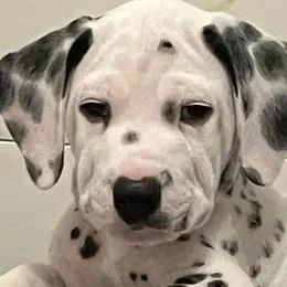 Dálmata,Dálmata Filhote Muito Amoroso e Dócil