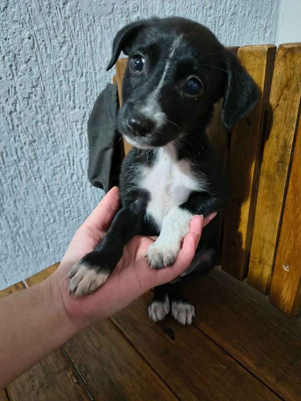 Adoção de cachorro (macho) - Foto 3