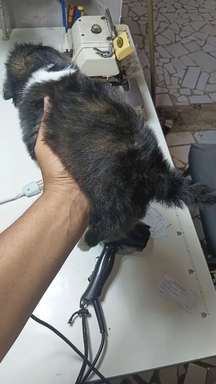 Vendo cachorro poodle