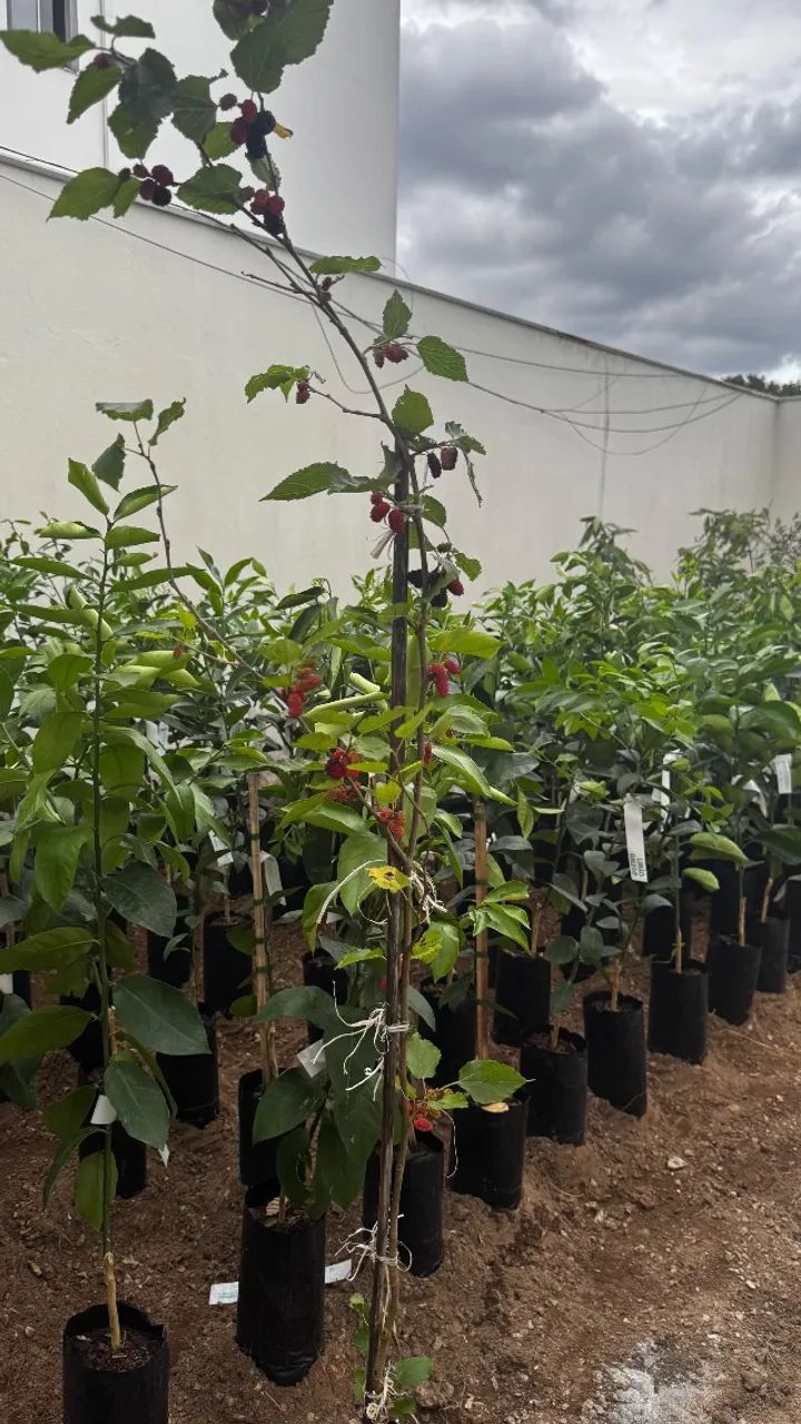 diversas mudas frutíferas  - Foto 2