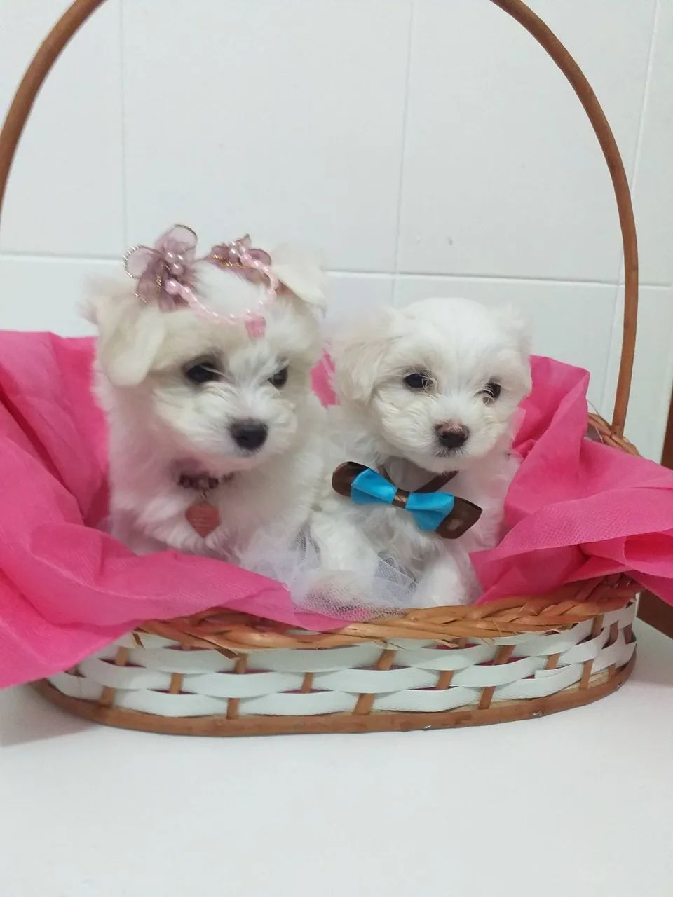 Maltês com pedigree  - Foto 2