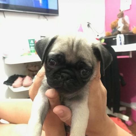 Pug Femea filhote