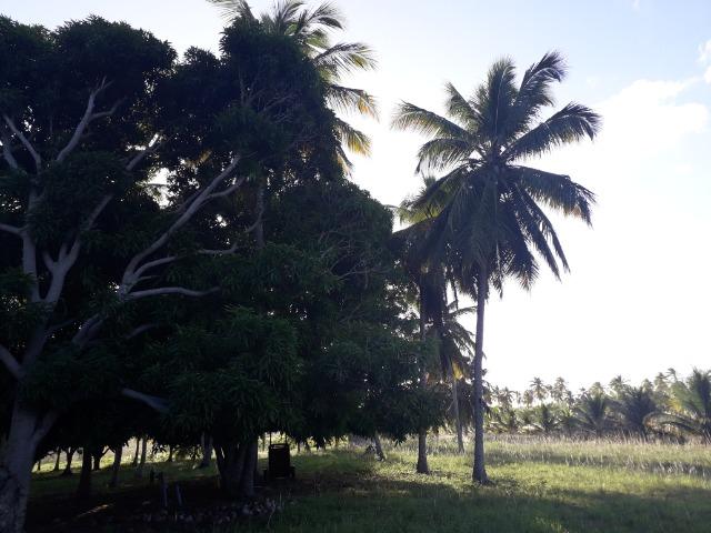 Fazenda 87,31 tarefas em Conde - Foto 15