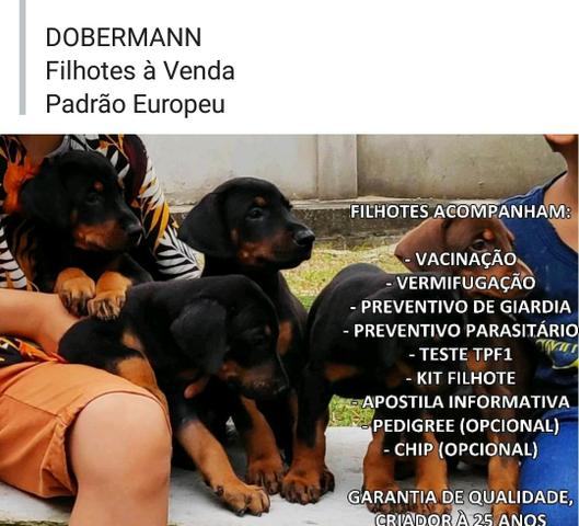 Dobermans a venda