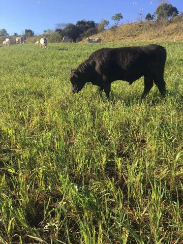 Fazenda de 63.4 Alqueires. 40 Alq mec .20 Alq de Pasto .Nova Laranjeiras - PR - Foto 6