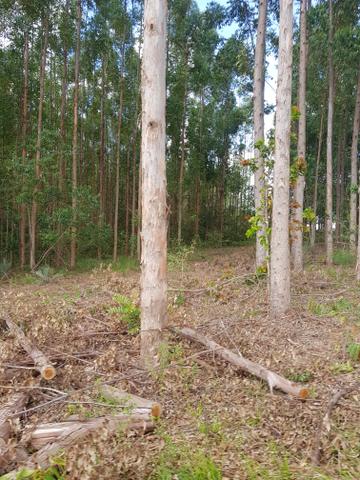 Floresta de eucalipto - Foto 3