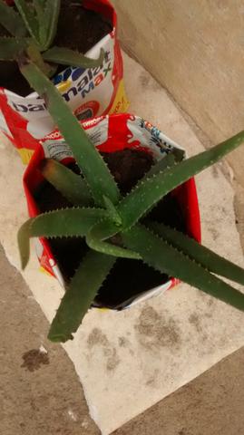 Babosa