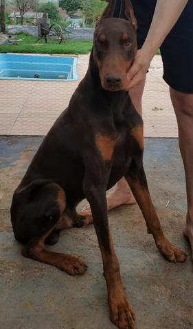 Dobermans ( LER A DESCRIÇÃO) - Foto 3