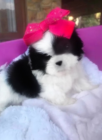 Shih Tzu Mini Micro Femea Tricolor Focinheira Zero Cachorros E Acessorios Riacho Fundo I Brasilia 804921698 Olx