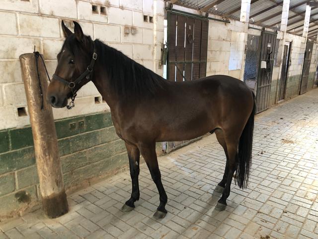 Cavalo marcha picada top - Foto 2