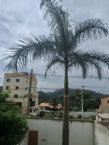 Palmeira 