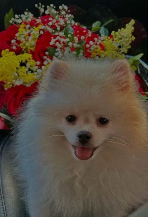 spitz alemão - pedigree 