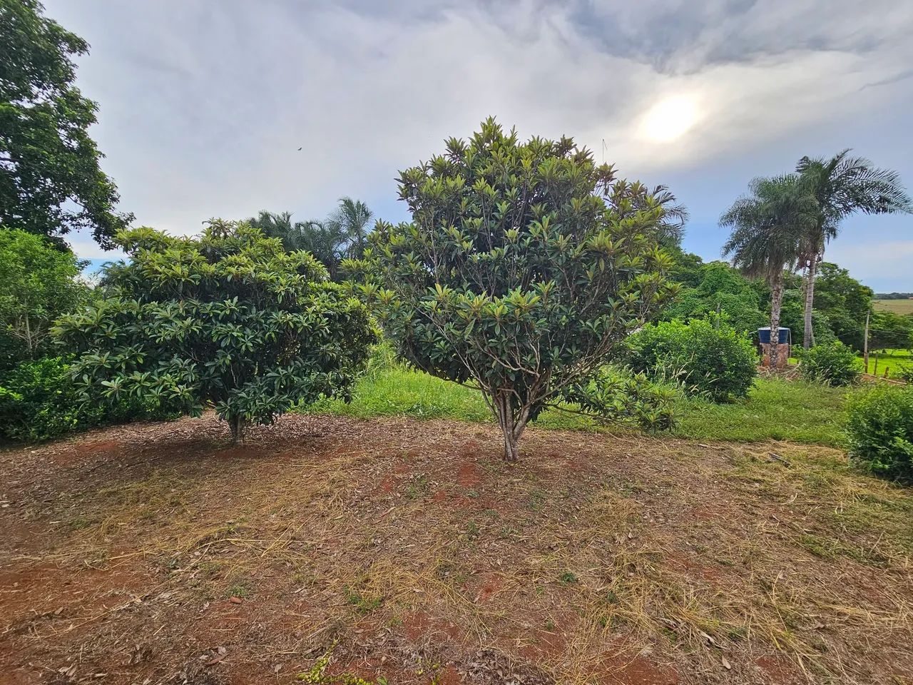 Chácara 5 Hectares com Córrego em Jaraguari Velho! - Foto 5