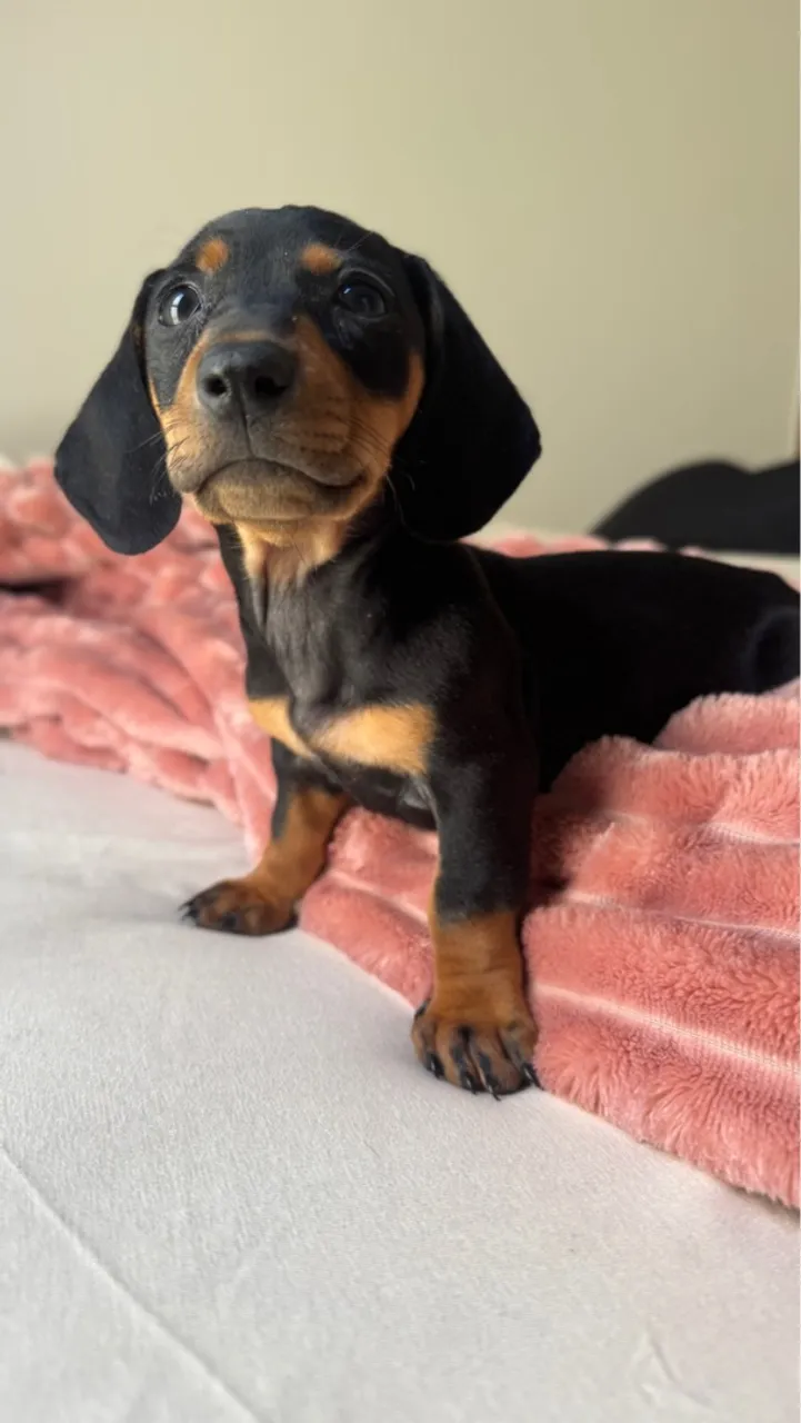 Filhotes de Dachshund