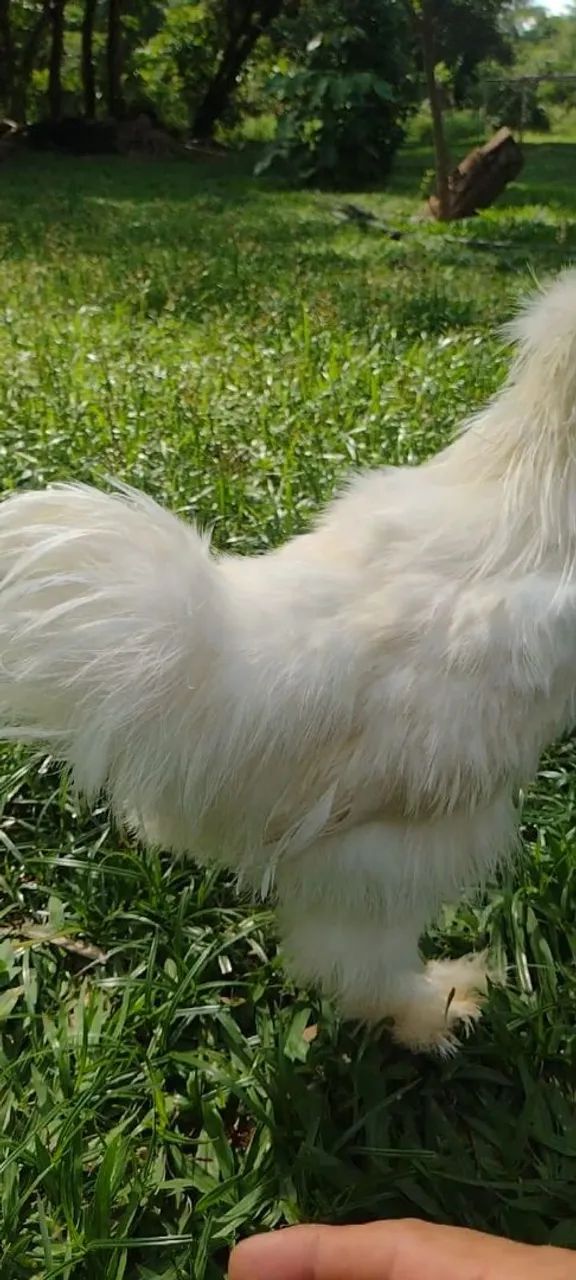 Galo Sedosa do Japão 