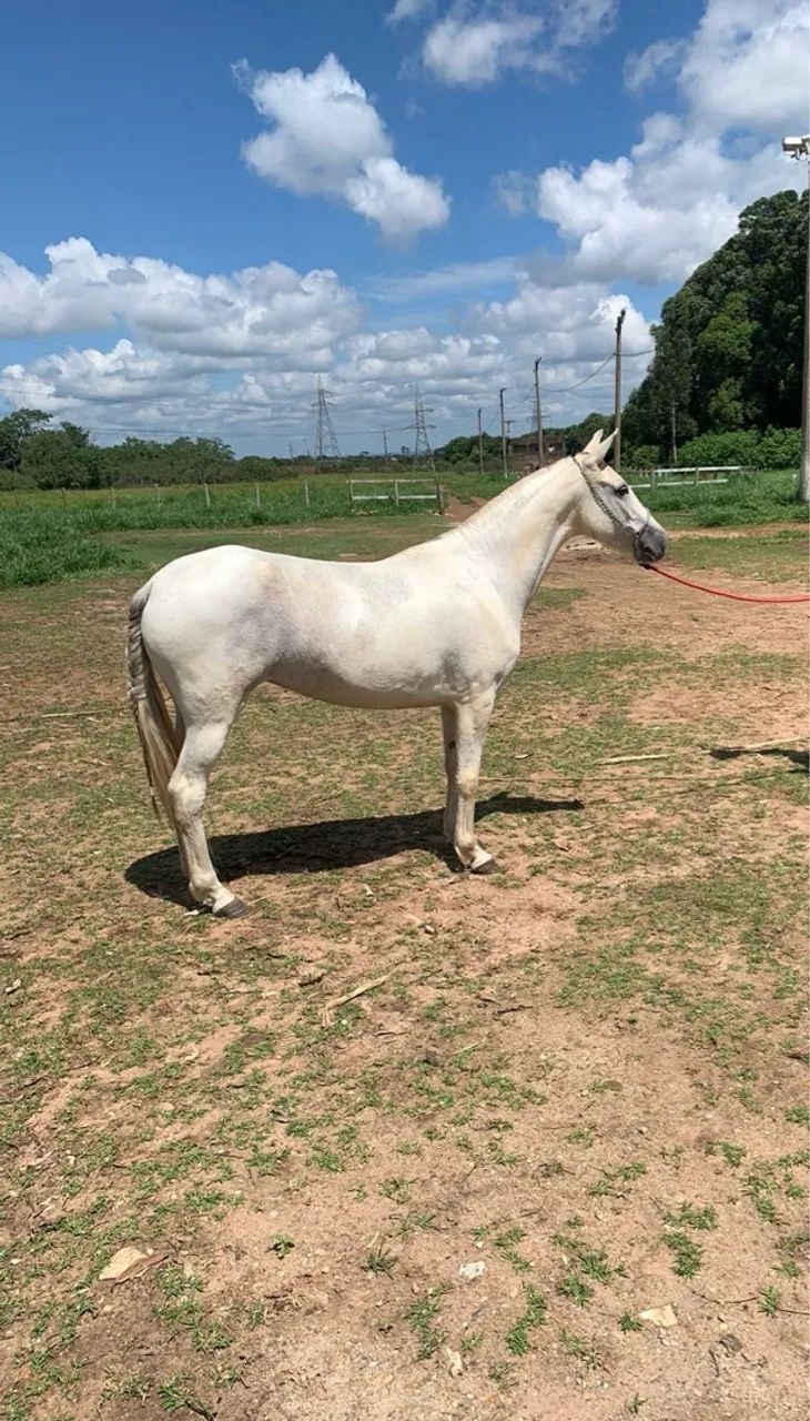 Égua mangalarga pampa de tordilha - Foto 2