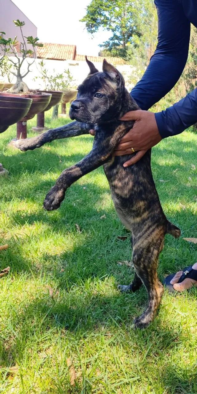 Filhote Cane Corso