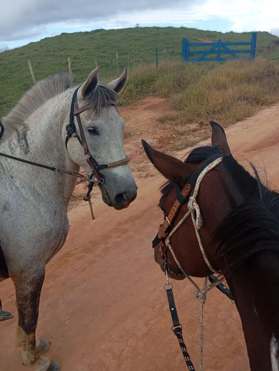 Cavalo cinza com amazona - Foto 2