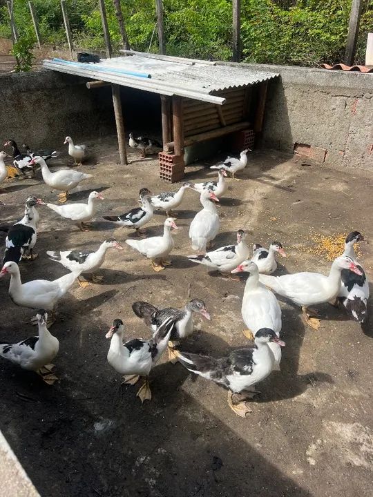 Patos * - Foto 2