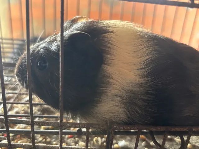 Porquinho da Índia Machos - Foto 5