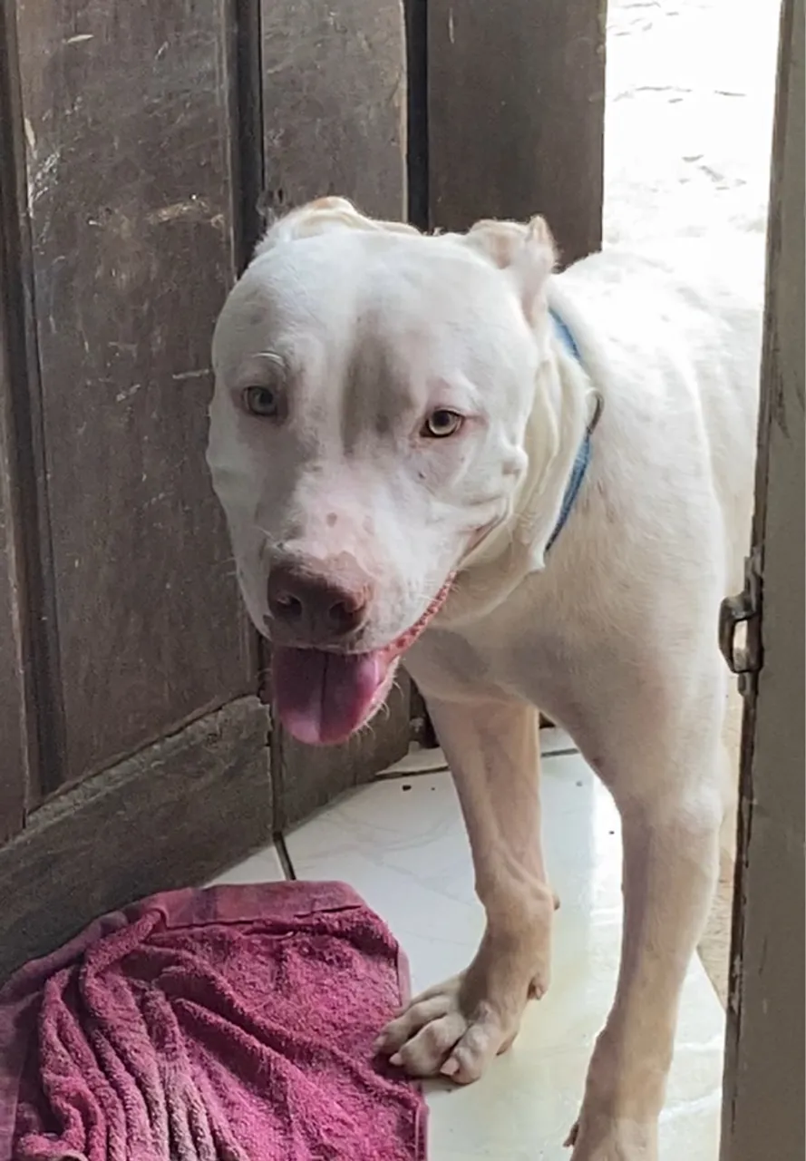 PRA DOAR Pitbull Branco - 1 ano e meio