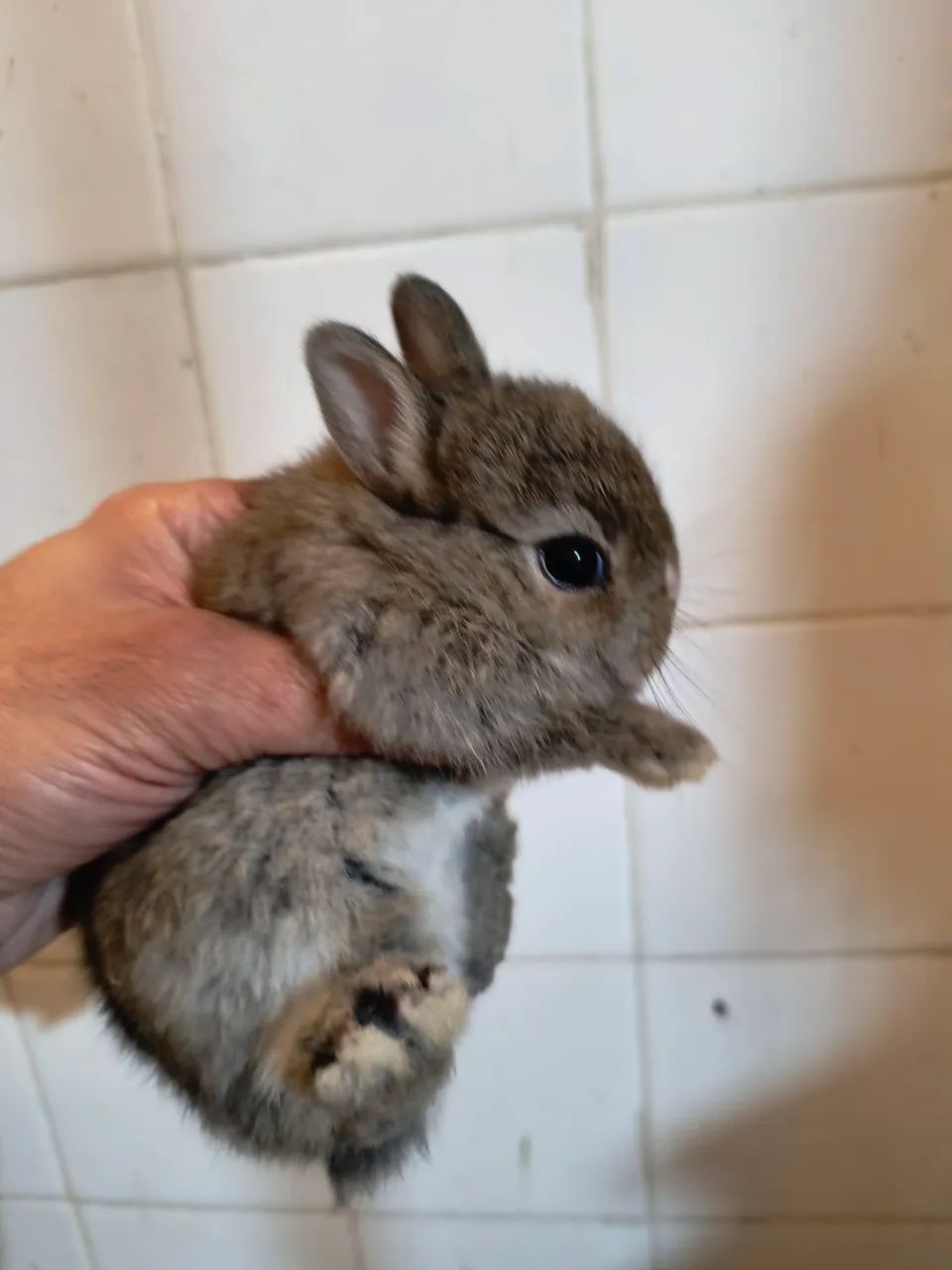 Filhotes coelhos Netherland dwarf 