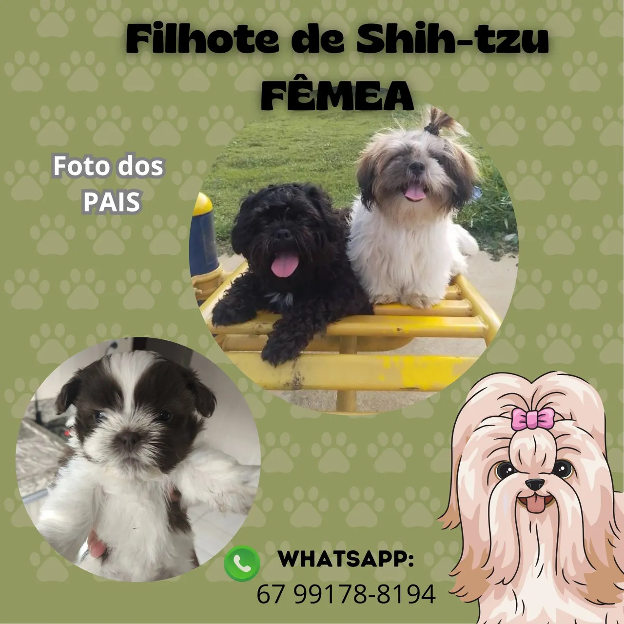 Filhote de Shih-tzu fêmea