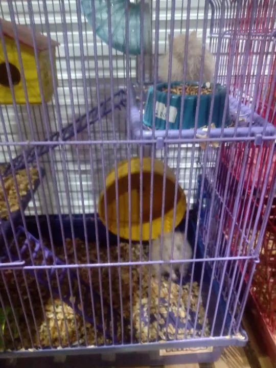 Gaiolas e hamsters - 50  - Foto 2
