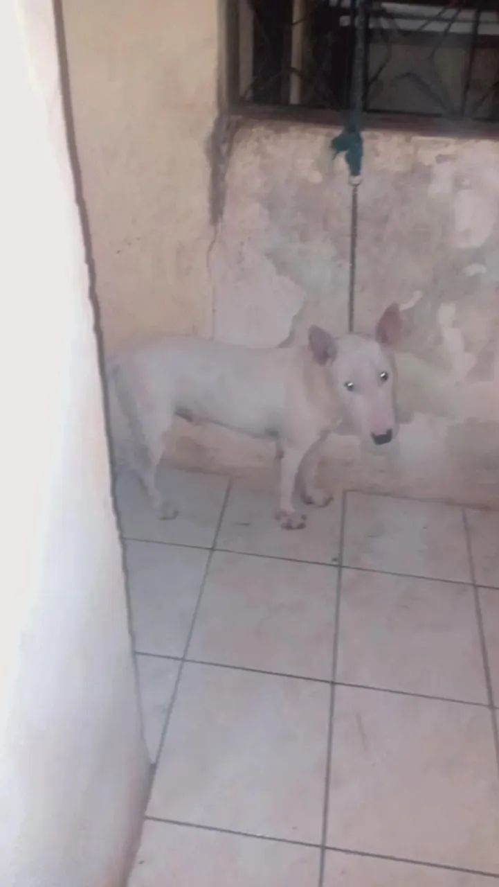 Procura-se uma fêmea de bull terrier - Foto 2