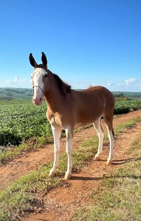 Vendo BURRO 18 meses