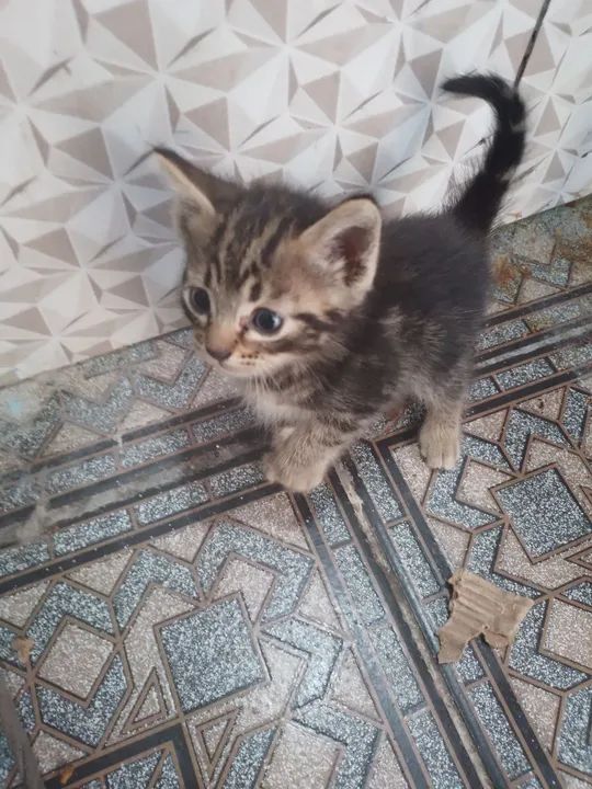 Gatinho lindo disponível para adoção - Foto 3