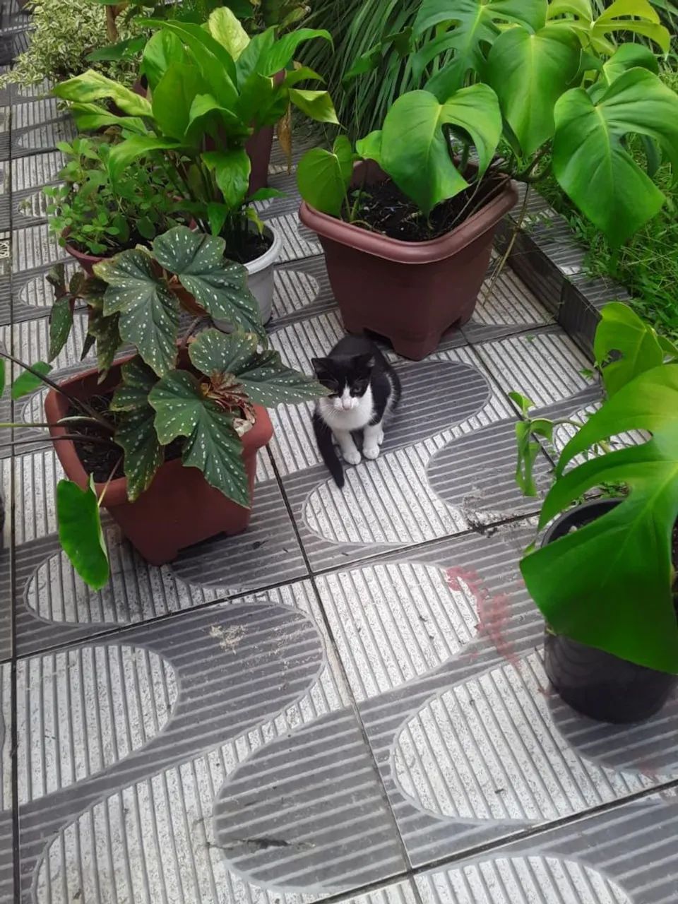 Gata preto e branco disponível para adoção - Foto 2