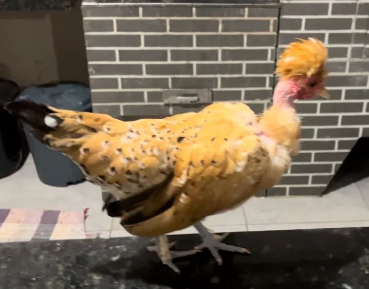 Garnize modelado - Foto 6