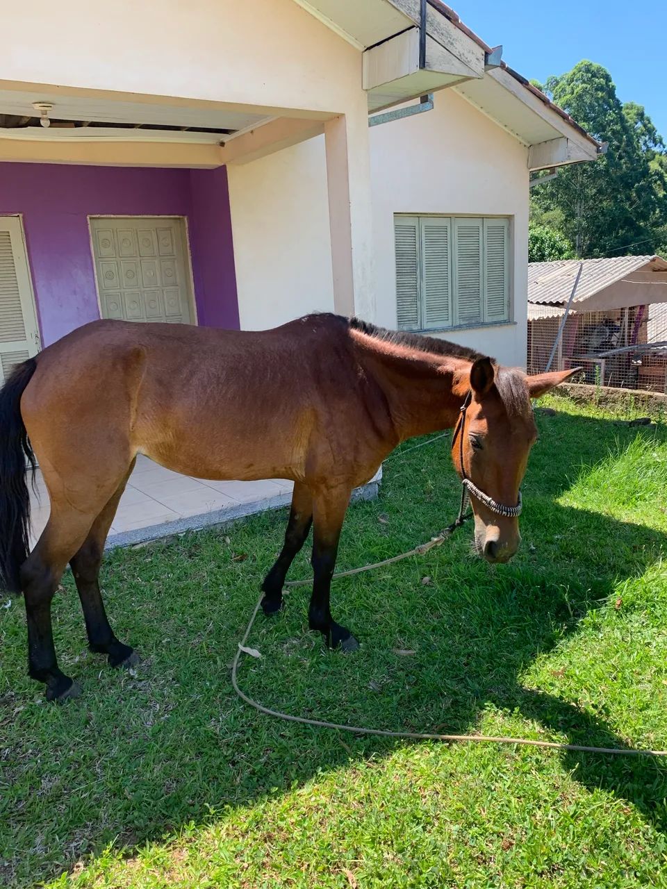 Vendo égua colorada de laço - Foto 3