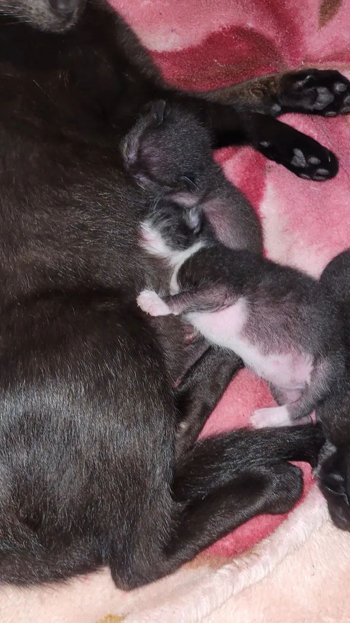 Gata e filhotes  - Foto 4