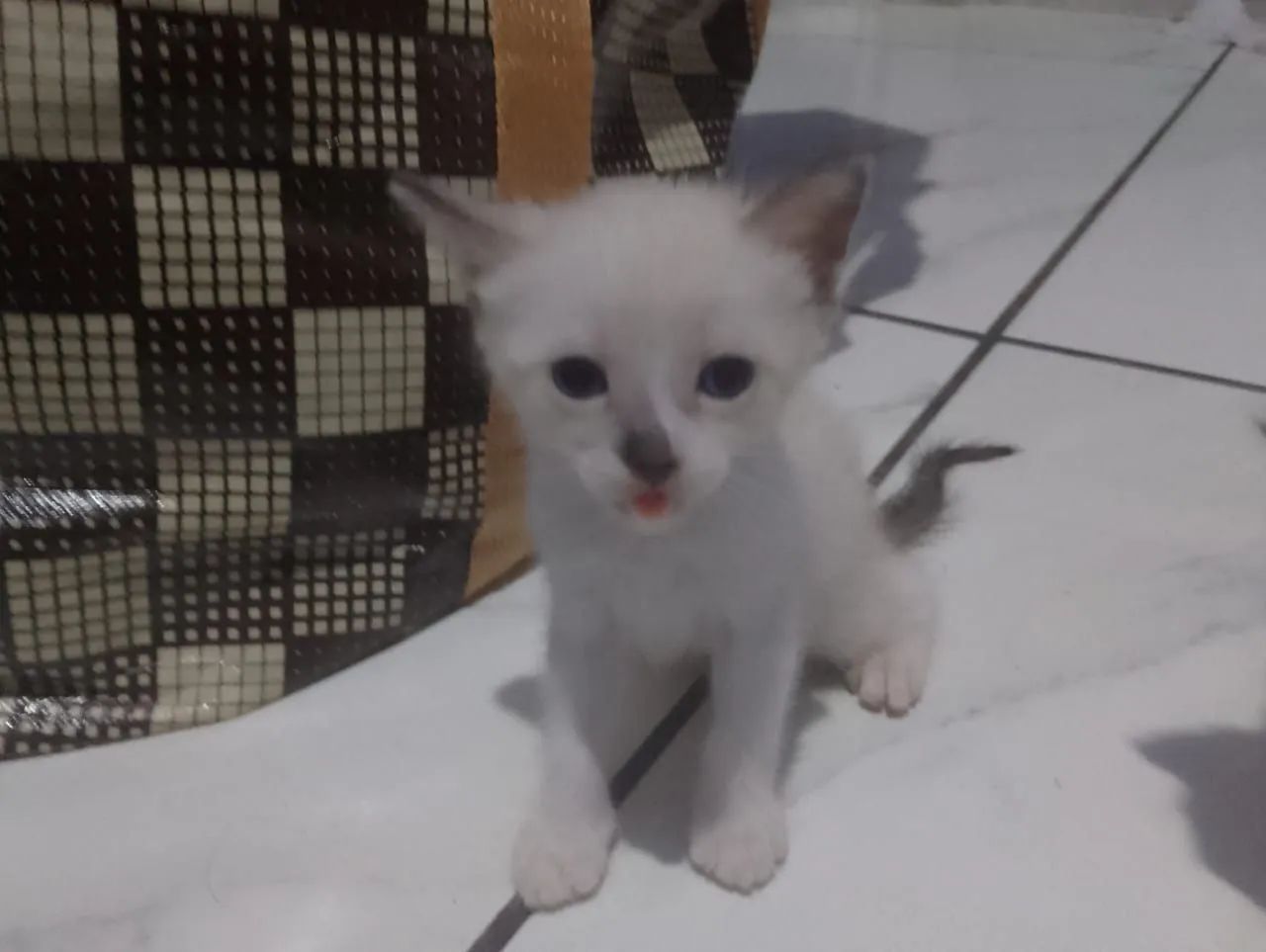 Gatinhos para doação  - Foto 2