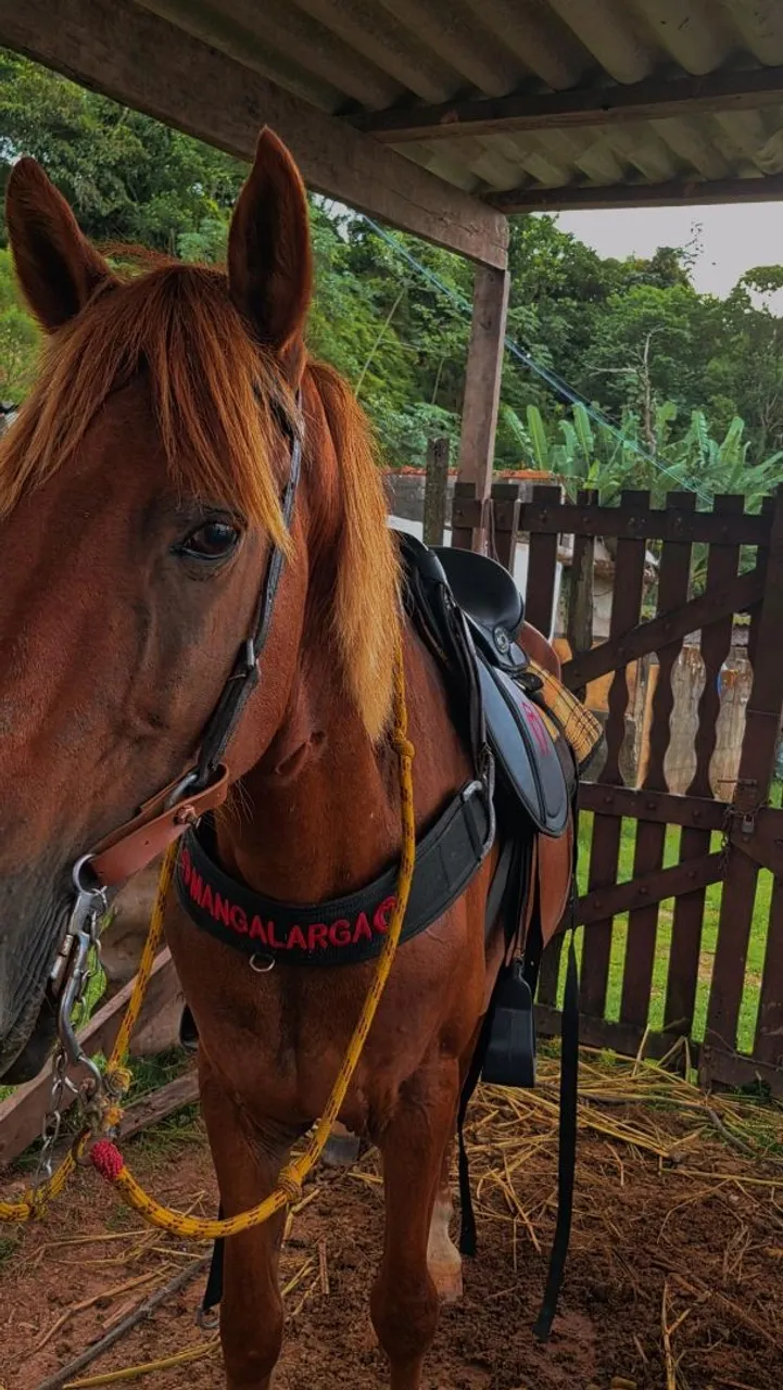 Cavalo  mestiço 