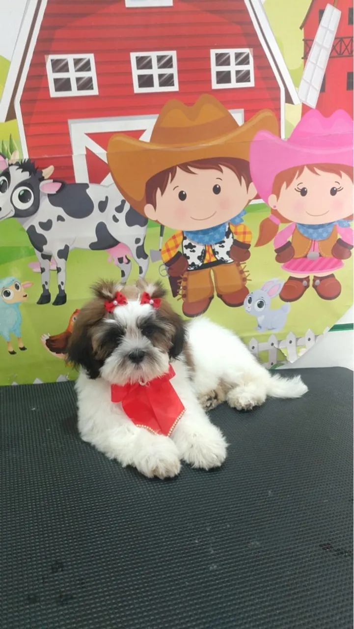 Shih Tzu fêmea, linda e charmosa!
