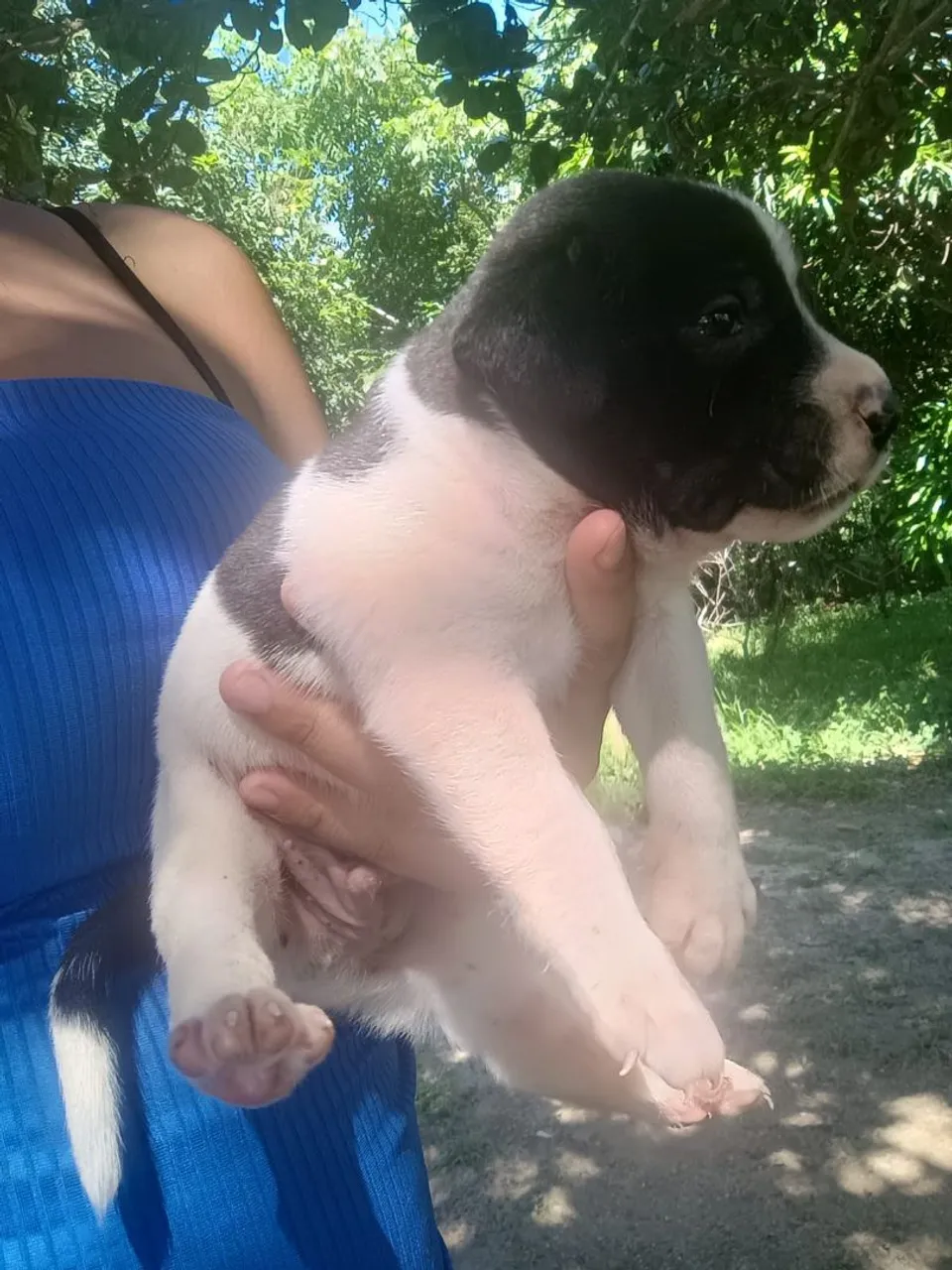 Filhote de de vira lata macho