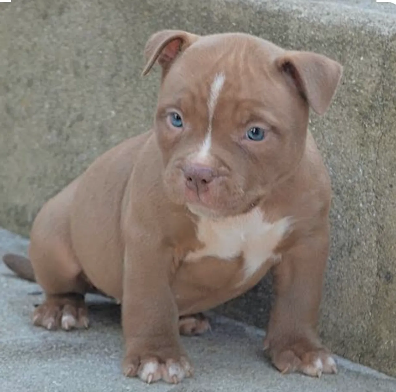 Filhote American Bully - Pelagem Exótica e Olhos Azuis!