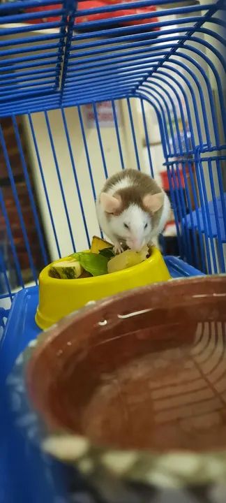 Topolino Zeca, fofo para venda