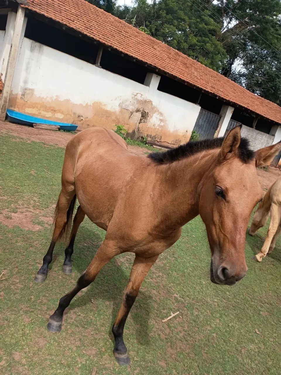 Potra Baia um ano e meio - Foto 4