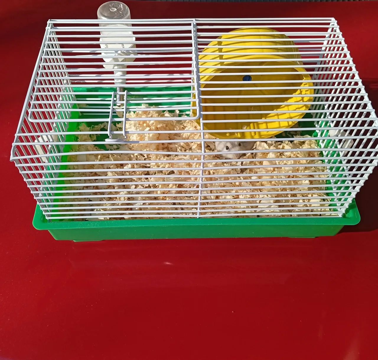 Hamster anão russo64672878202883121