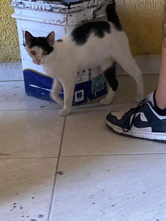 Doação responsável.  - Foto 4