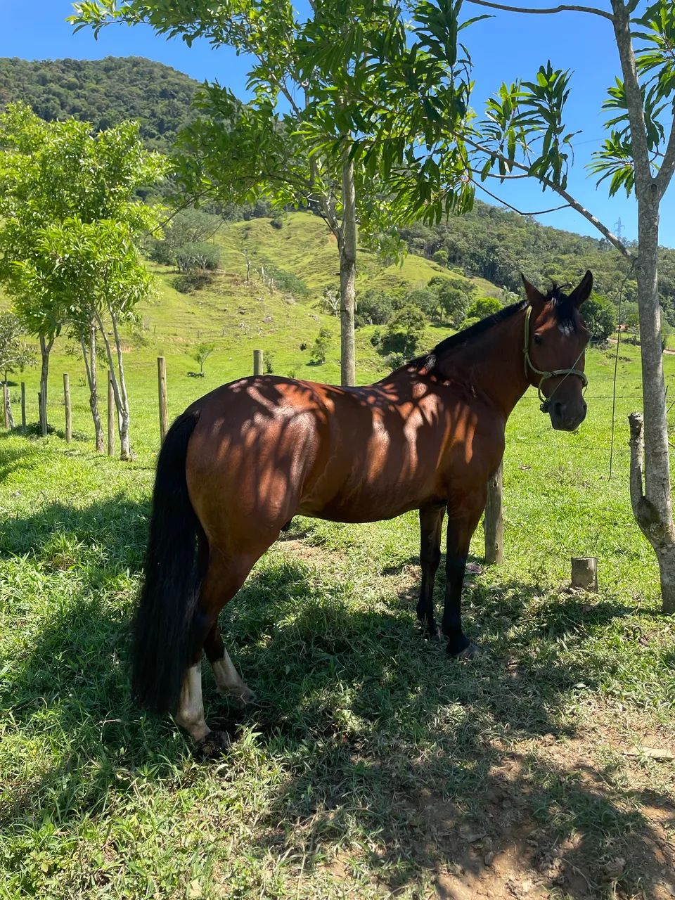 Cavalo crioulo - Foto 3