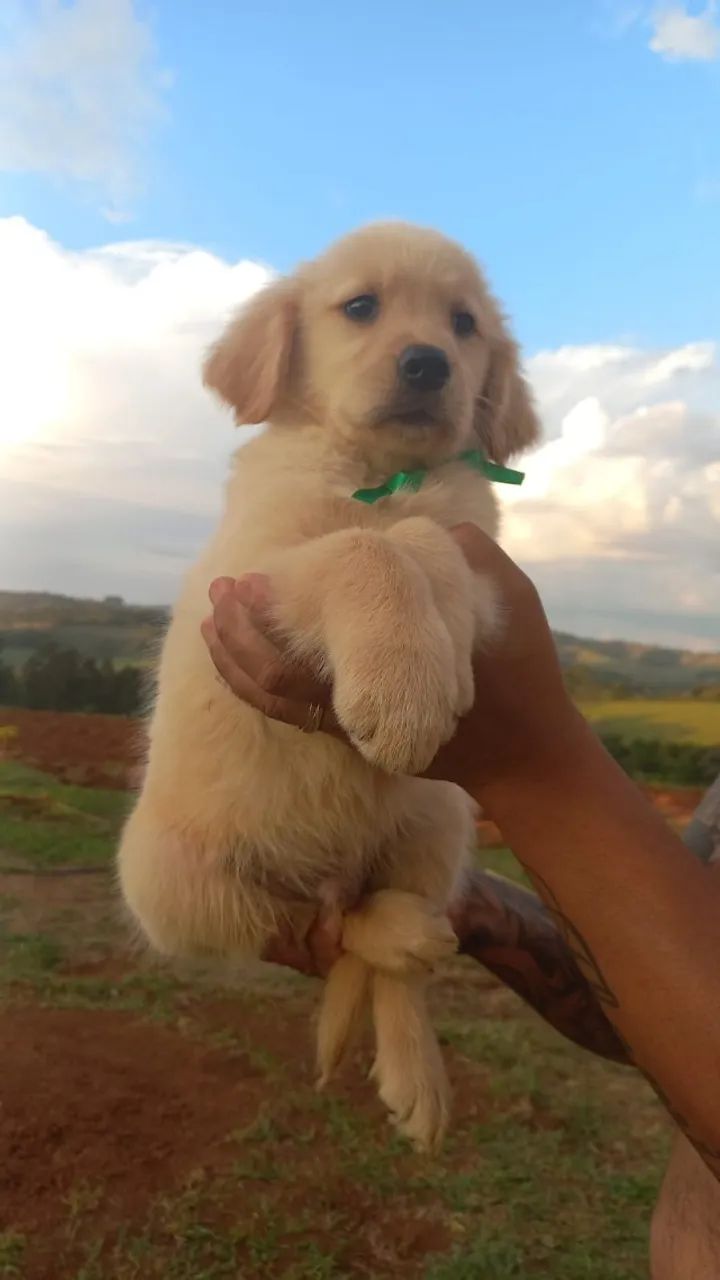 Golden com Vacina e Entrega