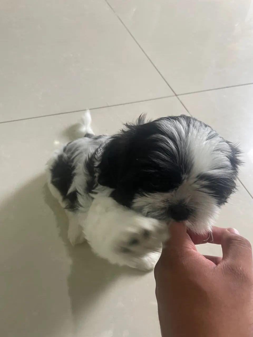 Filhote Shih Tzu fêmea  - Foto 4