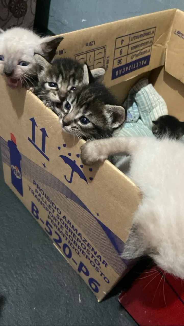 Doação de gatos 