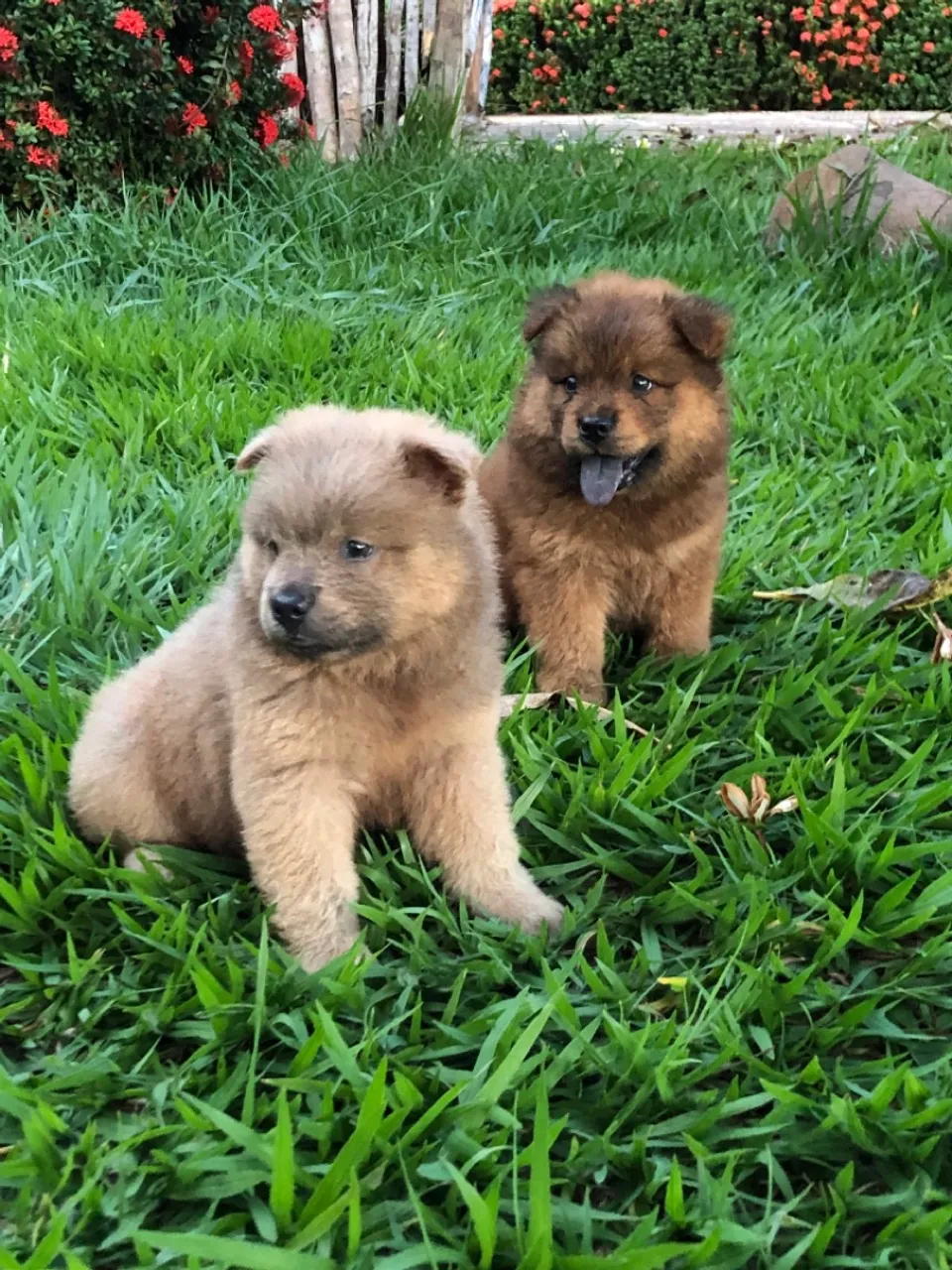 LINDOS FILHOTES CHOWCHOW DISPONIVEL 