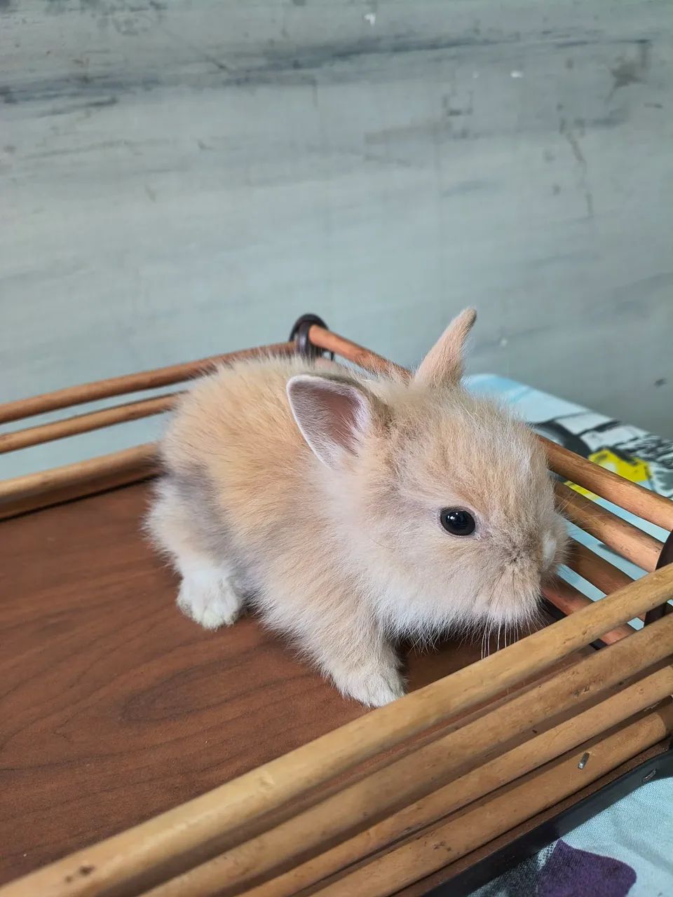 Coelhos Mini Lion - Foto 4